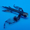 Flying Fish, Juvenile