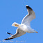 Yellow-legged Gull; Gaviota Patiamarilla
