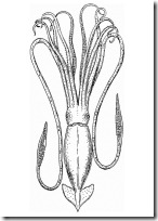 calamar-13307