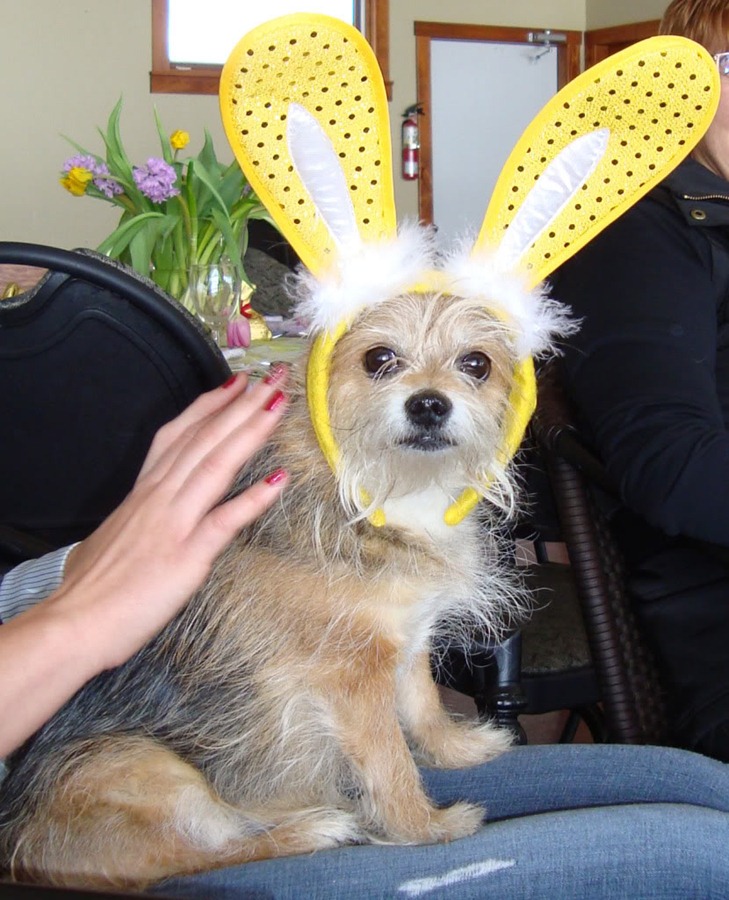 [perros pascua blogdeimagenes (6)[4].jpg]