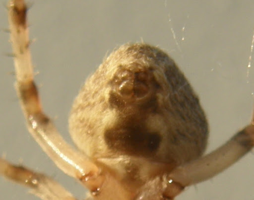  Walnut Orb-Weaver Spider (Nuctenea umbratica), pók, keresztespók, Lágymányosi híd   