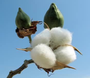 BT Cotton image BT Cotton with BT Brinjal Image photo