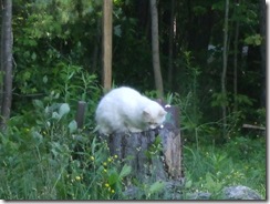 DSCF1436