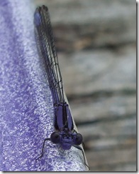 DSCF1512