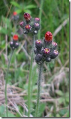 DSCF1204
