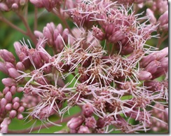 DSCF1617