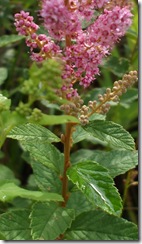 DSCF1638