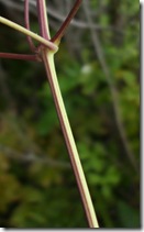 DSCF1615