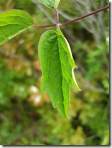 DSCF1616