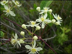 DSCF1611