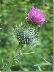 DSCF1751
