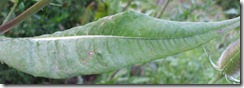 DSCF1907