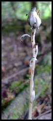 DSCF1799