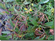 DSCF1769