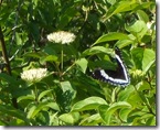 DSCF2880
