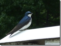 DSCF1164