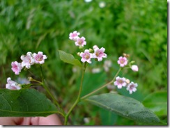 DSCF2805