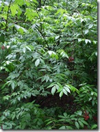 DSCF2767