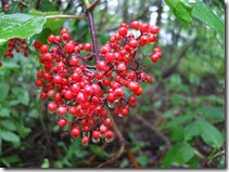 DSCF2763