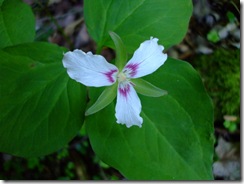 DSCF0917