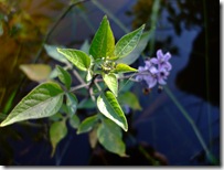 DSCF2848