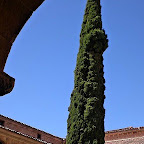 25 cipres milenario en el claustro.jpg