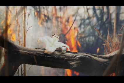 [Clipe bowerbirds alan poon in our talons (2)[3].png]