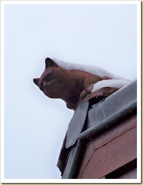 chat du toit sous la neige