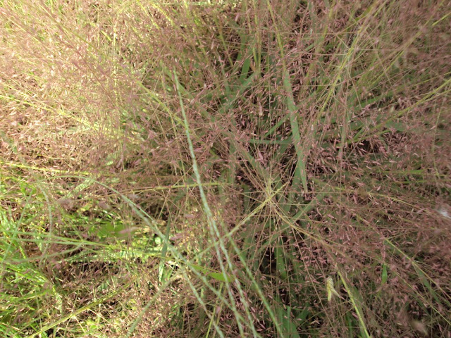 Please ID this grass in Southeast Georgia
