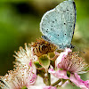 Holly Blue (male)