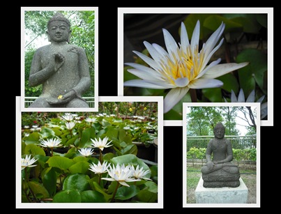 Lotus & Budha