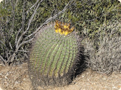 Saguaro National Park 027