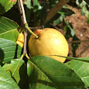 Lilikoi (passion fruit)