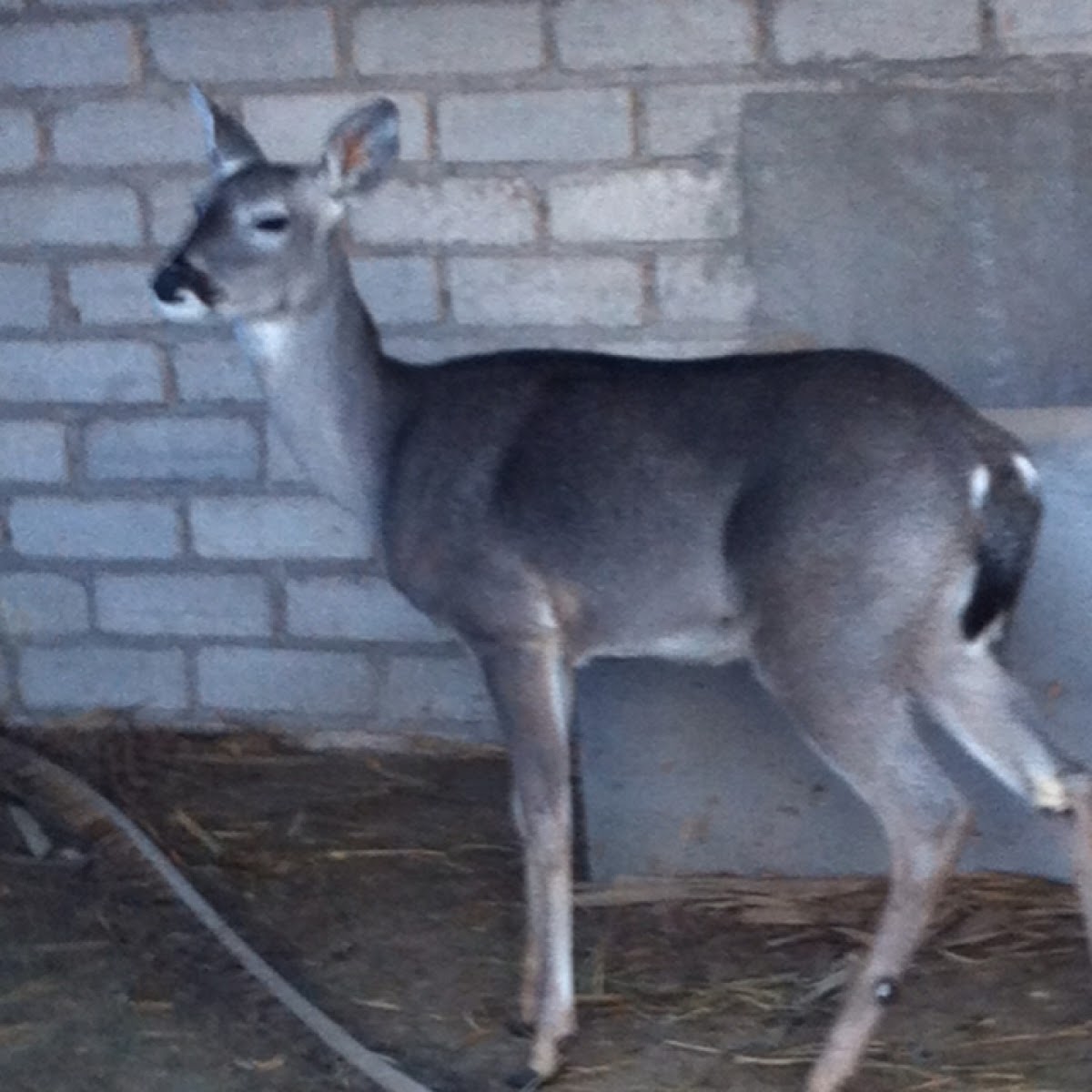 white-tailed deer (Inglés)