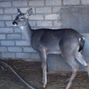 white-tailed deer (Inglés)