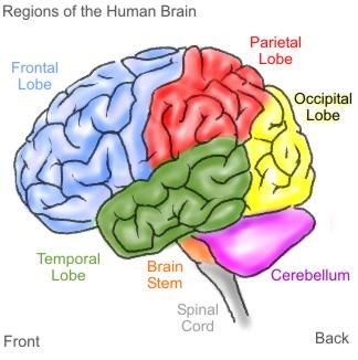 [brain1[10].jpg]