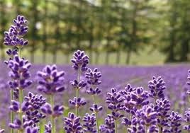 [04 Biei Hokkaido-lavender[7].jpg]