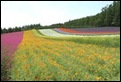 15 Biei Hokkaido-fields of flowers