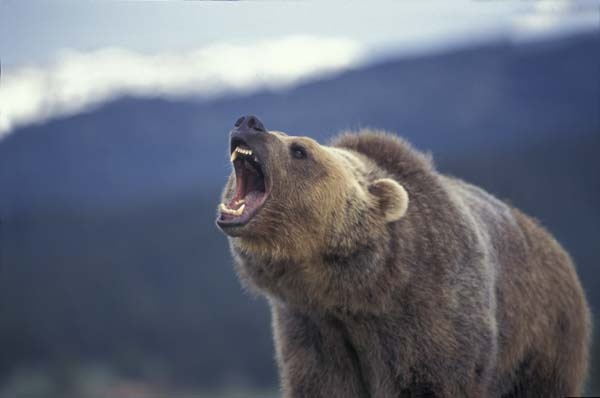 [Grizzly-Bear-Roar[2].jpg]