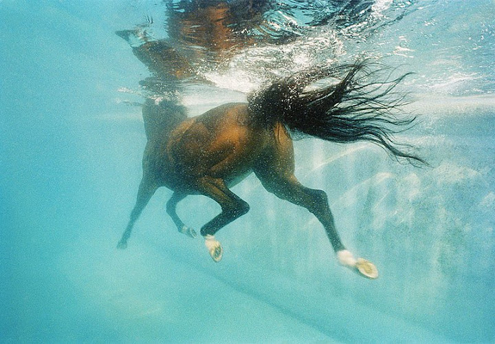 أجمل صور الخيول ........
