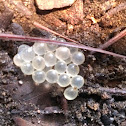 Slug eggs