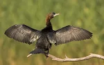 [Image of Cormorant]