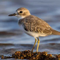 Ερημοσφυριχτής