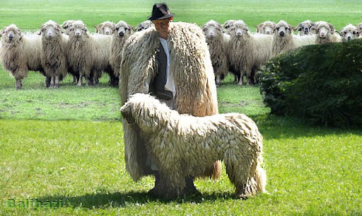 berczeli1.jpg
