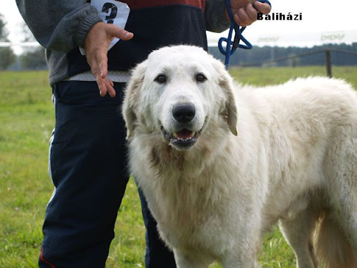 Kuvasz2.jpg