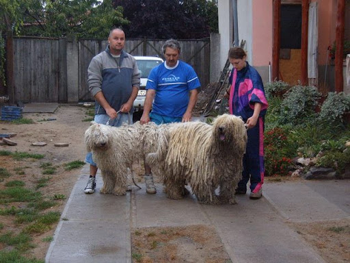 bence-tisza.jpg