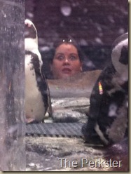 I see penguins