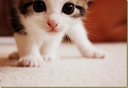 kitty_meow_cat_cute_pussy_fuzzy_kitten-f80446770d1966a83d5b0ecf6d0b3759_h_large