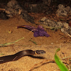 Southern Ringneck Snake