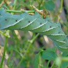 Carolina Sphinx (Tobacco Hornworm)